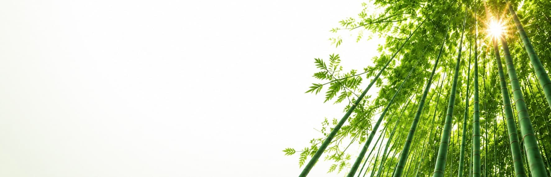 Sunlight through a bamboo forest